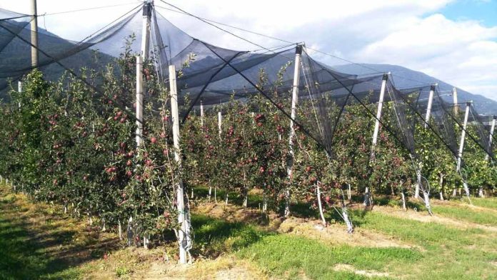 Arrigoni muestra en Eima las soluciones más innovadoras para la protección de cultivos agrícolas