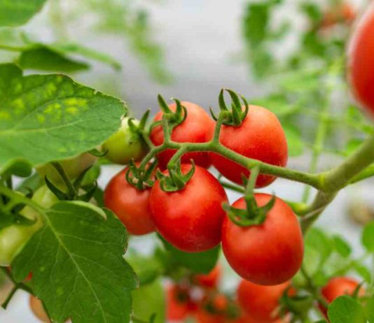 Científicos chilenos y guatemaltecos descubren que bacterias beneficiosas pueden reducir el uso de fertilizantes y aumentar la producción de tomates