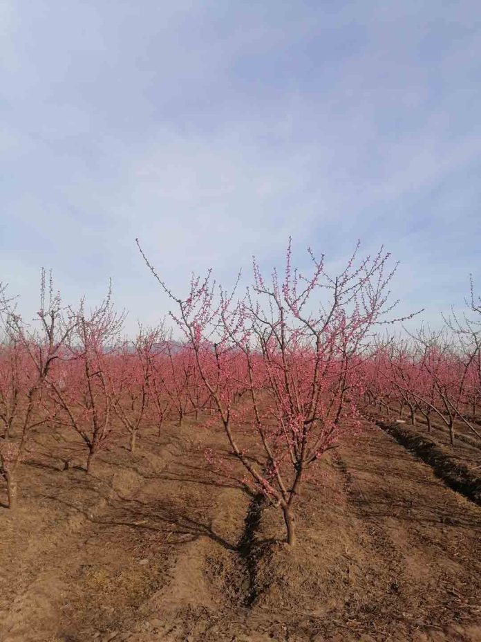 Ciren y Odepa lanzan Catastros Frutícolas en las regiones de Coquimbo, Atacama y O´Higgins