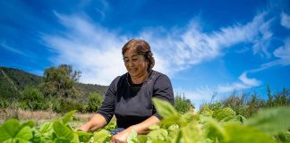 Pequeños agricultores podrán aumentar sus ventas de alimentos directamente al Estado