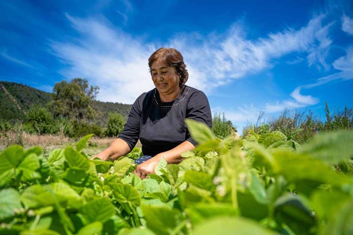 Pequeños agricultores podrán aumentar sus ventas de alimentos directamente al Estado