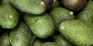 Grupo Hijuelas se une a la plataforma Green Motion Avocados