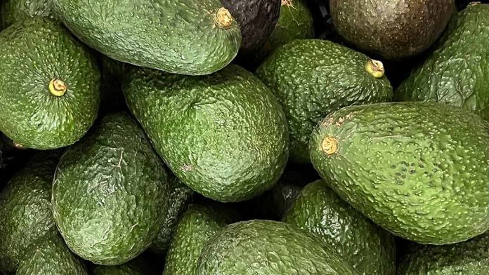 Grupo Hijuelas se une a la plataforma Green Motion Avocados