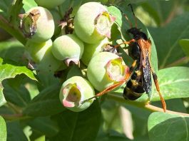 INIA busca revolucionar el control natural de plagas agrícolas y forestales mediante uso de Ecología Química