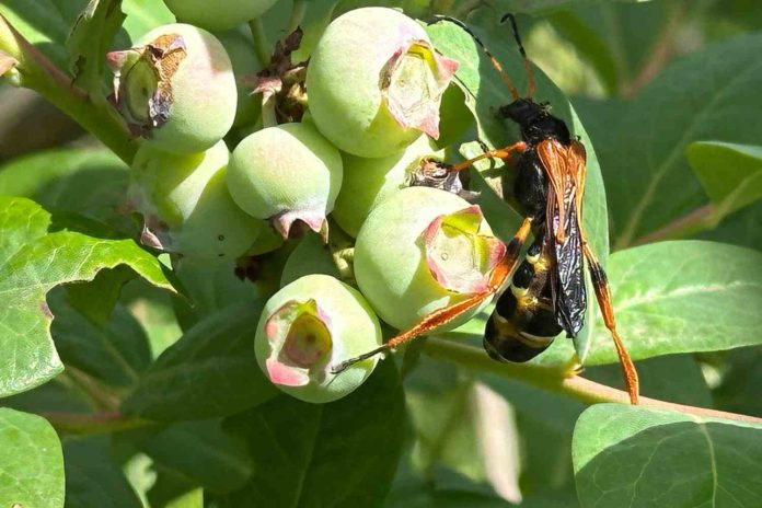 INIA busca revolucionar el control natural de plagas agrícolas y forestales mediante uso de Ecología Química