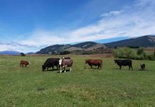 Investigadores UdeC difunden alcances de la investigación que busca desarrollar una vacuna multivalente para el virus de la diarrea viral bovina Investigadores UdeC difunden alcances de la investigación que busca desarrollar una vacuna multivalente para el virus de la diarrea viral bovina