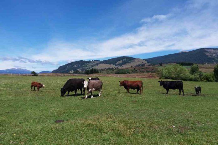 Investigadores UdeC difunden alcances de la investigación que busca desarrollar una vacuna multivalente para el virus de la diarrea viral bovina