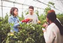 La Agricultura en Chile: Innovación para una Sostenibilidad a Largo Plazo