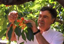 Ministro Valenzuela junto a su par vietnamita Le Minh Hoan visitan packing y plantaciones de cerezas en la región de O´Higgins