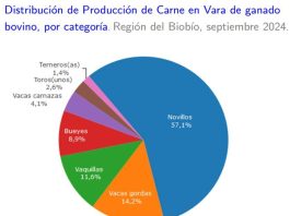 Producción de carne en vara de ganado bovino de la Región del Biobío presentó un incremento interanual de 32,7%