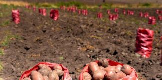 Productores de papa visitan Lo Valledor para fortalecer su inserción comercial