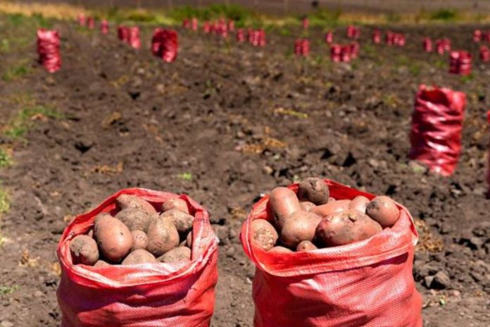 Productores de papa visitan Lo Valledor para fortalecer su inserción comercial