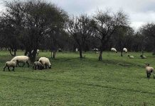 Promueven uso de la economía agraria en prácticas agropecuarias en Yumbel  