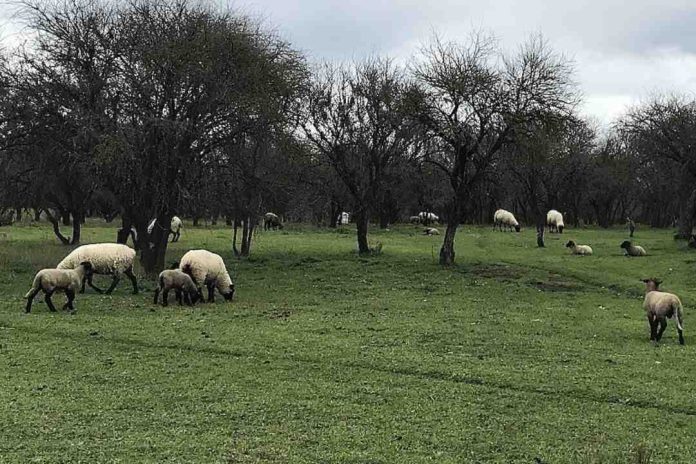 Promueven uso de la economía agraria en prácticas agropecuarias en Yumbel  