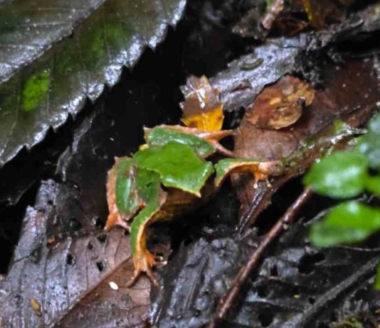 CONAF y Fundación Fungi realizan importante hallazgo de ranita de Darwin en sector ventisquero del Parque Nacional Queulat