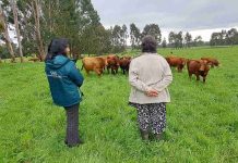 SAG hace positivo balance de la prescripción electrónica de antibióticos para animales en Chile