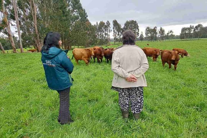 SAG hace positivo balance de la prescripción electrónica de antibióticos para animales en Chile