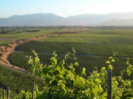 Sorpréndete con el exclusivo Tour Marques de Casa Concha en Pirque