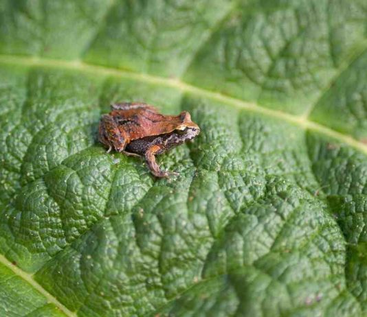 The Nature Conservancy y Fondo Naturaleza Chile sellan acuerdo para abordar los desafíos de financiamiento para la conservación