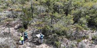 SAG Biobío realiza vigilancia fitosanitaria en araucarias enanas