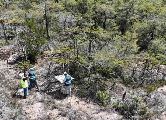 SAG Biobío realiza vigilancia fitosanitaria en araucarias enanas