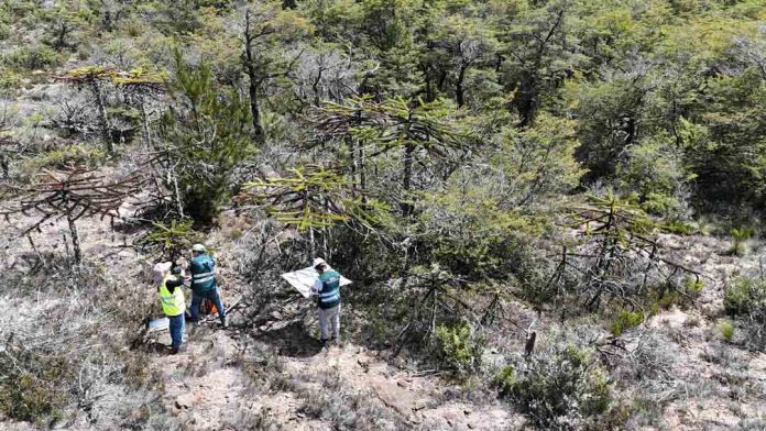 SAG Biobío realiza vigilancia fitosanitaria en araucarias enanas