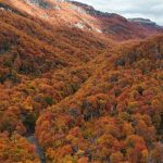 48,3 % de la superficie total de Aysén corresponde al subuso bosque nativo