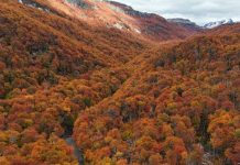 48,3 % de la superficie total de Aysén corresponde al subuso bosque nativo