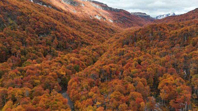 48,3 % de la superficie total de Aysén corresponde al subuso bosque nativo