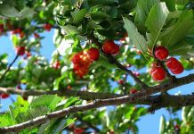 Agronomía UdeC y Olivos riego liberan manual para optimizar el riego en huertos de cerezo