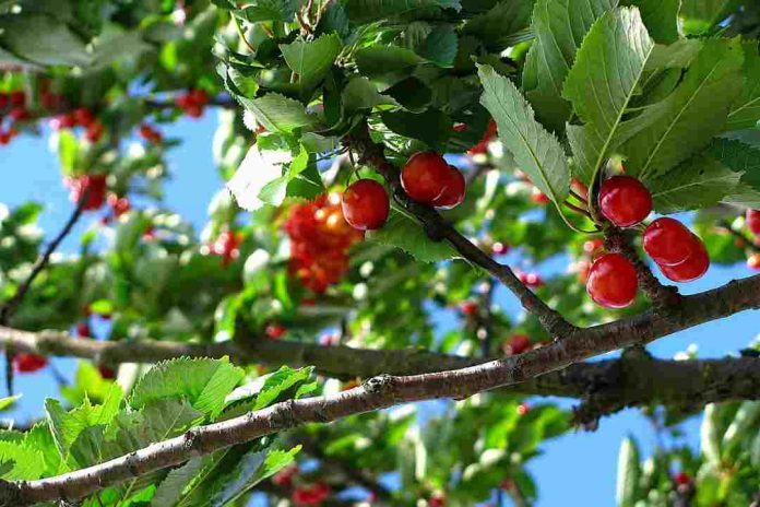 Agronomía UdeC y Olivos riego liberan manual para optimizar el riego en huertos de cerezo