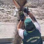 CONAF Arica Fiscalización forestal identificó situación crítica de cactus candelabro