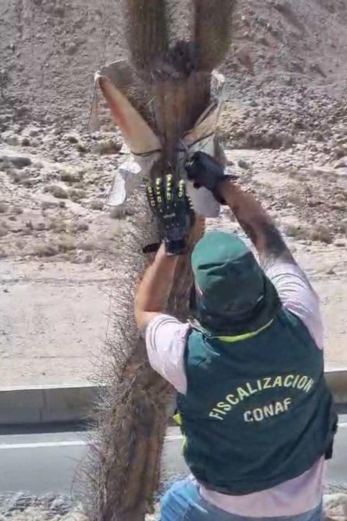 CONAF Arica Fiscalización forestal identificó situación crítica de cactus candelabro