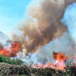 CONAF logró históricas acciones judiciales por destrucción de 0bosque nativo en el Valle de LLuta    