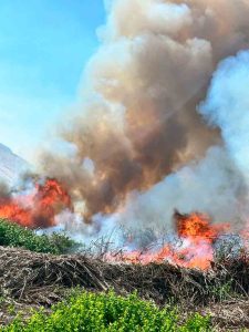 CONAF logró históricas acciones judiciales por destrucción de 0bosque nativo en el Valle de LLuta    