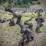 Crearán nuevo Clon Chileno de Cabernet Sauvignon a partir de parras de más de 140 años para enfrentar crisis del Cambio Climático