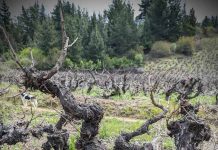 Crearán nuevo Clon Chileno de Cabernet Sauvignon a partir de parras de más de 140 años para enfrentar crisis del Cambio Climático