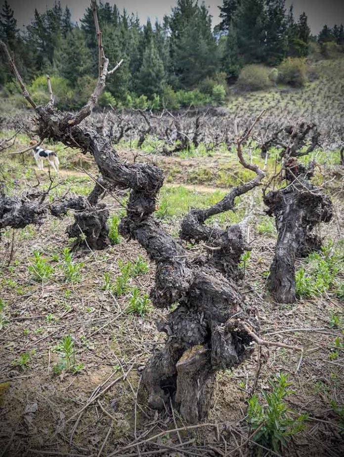 Crearán nuevo Clon Chileno de Cabernet Sauvignon a partir de parras de más de 140 años para enfrentar crisis del Cambio Climático