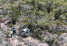 El longevo bosque de araucarias “enanas” en Nahuelbuta: un tesoro bajo vigilancia del SAG