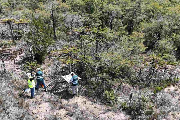 El longevo bosque de araucarias “enanas” en Nahuelbuta: un tesoro bajo vigilancia del SAG