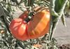 Estudio chileno revela rasgos clave para la adaptación al cambio climático en variedades tradicionales de tomate