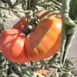 Estudio chileno revela rasgos clave para la adaptación al cambio climático en variedades tradicionales de tomate