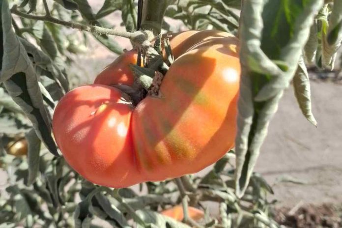 Estudio chileno revela rasgos clave para la adaptación al cambio climático en variedades tradicionales de tomate