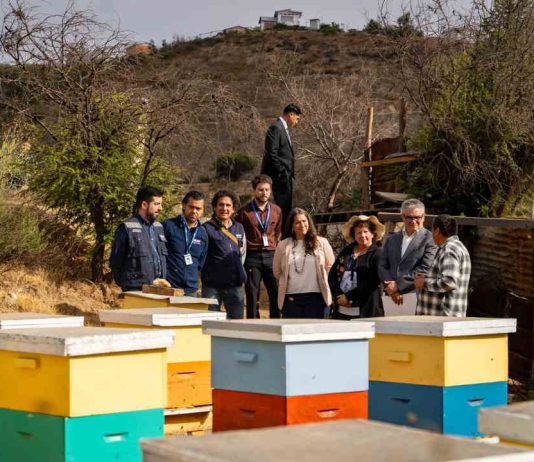 Fondo Nacional de Reconstrucción: Hacienda e INDAP entregan colmenas a pequeños agricultores de la Región de Valparaíso afectados por incendios