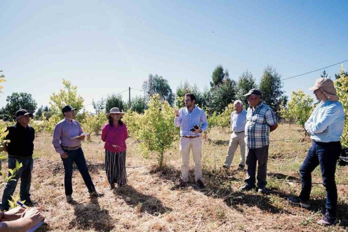 Fruticultores de Ninhue recibieron asesoría técnica para potenciar especies innovadoras