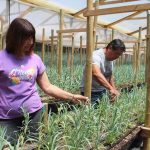 Hidroponía en flores de corte es una opción sustentable en territorios con escasez de agua