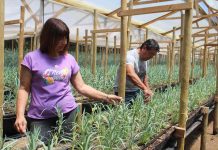 Hidroponía en flores de corte es una opción sustentable en territorios con escasez de agua