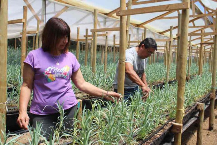 Hidroponía en flores de corte es una opción sustentable en territorios con escasez de agua