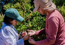 INIA dio inicio a innovador proyecto que impulsa la fruticultura sostenible y resiliente en Ñuble