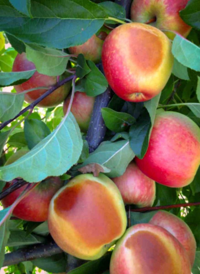 INIA entrega estrategias para proteger cultivos frutales ante las altas temperaturas en Ñuble